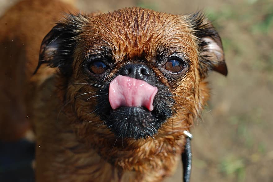 Dog, Puppy, Wet, Lick, Brussels Griffon, Pet, Animal, Young Dog, Domestic Dog, Canine, Mammal