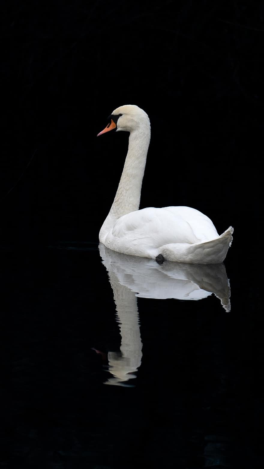 Swan, Lake, Bird, Reflection, Black, White, Contrast, feather, beak, animals in the wild, water