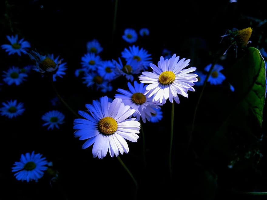 Daisies, Chamomile, White Flowers, Flowers, Wildflowers, Meadow, Nature, Garden