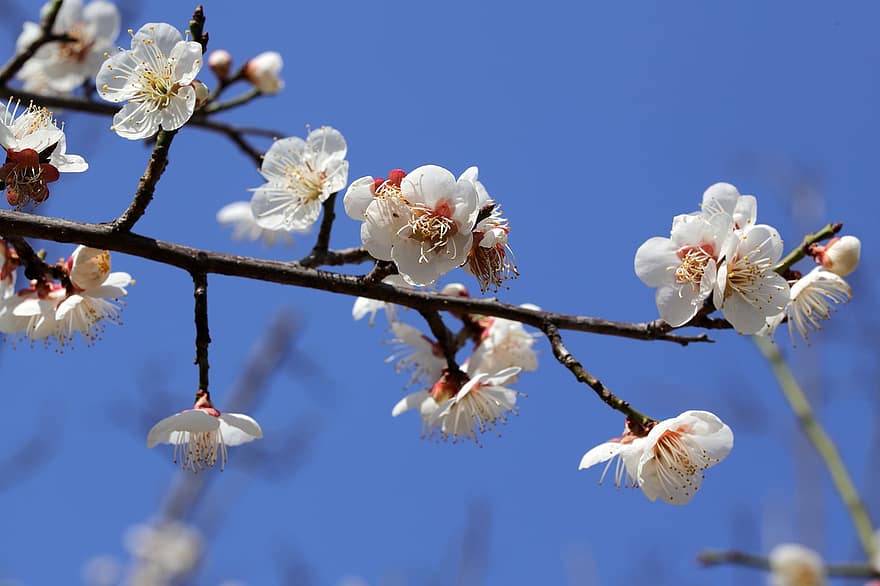 Flowers, Plum Blossom, Spring, Seasonal, Bloom, Blossom, Plum Tree, Macro, Petals, Growth, Tree