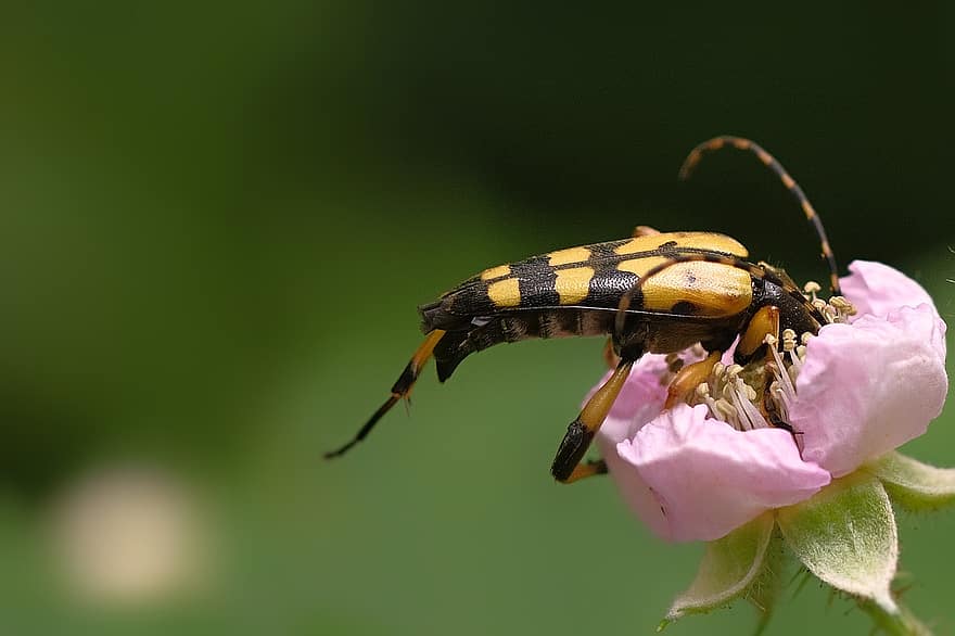 escarabajo, Bock estrecho manchado, Rosa salvaje, flor, floración, jardín, de cerca