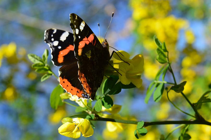 vlinder, bloem, insect, fauna, flora, de lente, multi gekleurd, detailopname, groene kleur, geel, zomer
