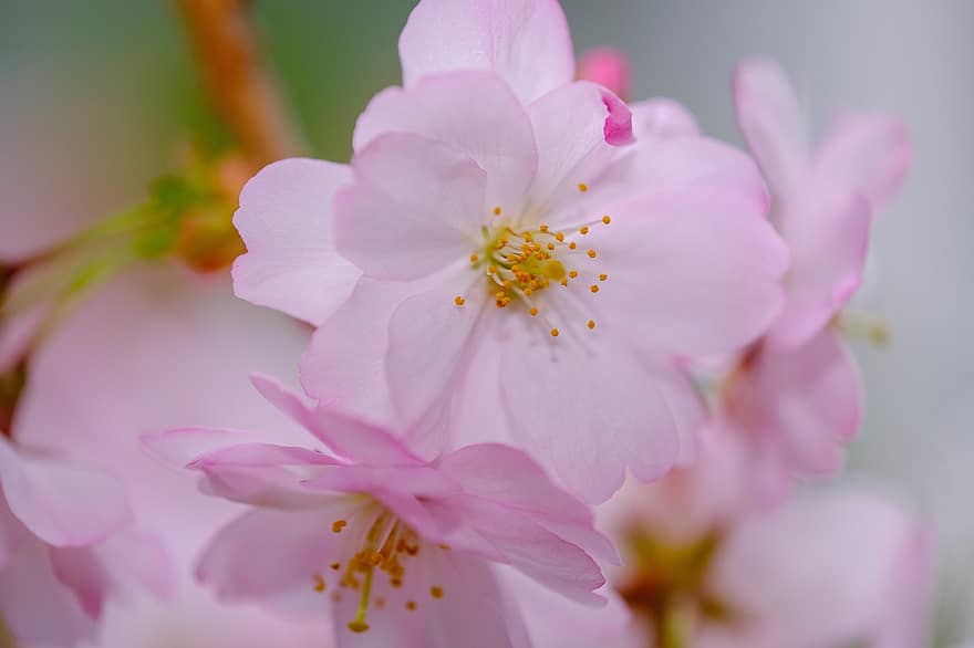 вишня в цвету, цветы, весна, розовые цветы, сакура, цветение, цвести, ветка, дерево, природа, крупный план