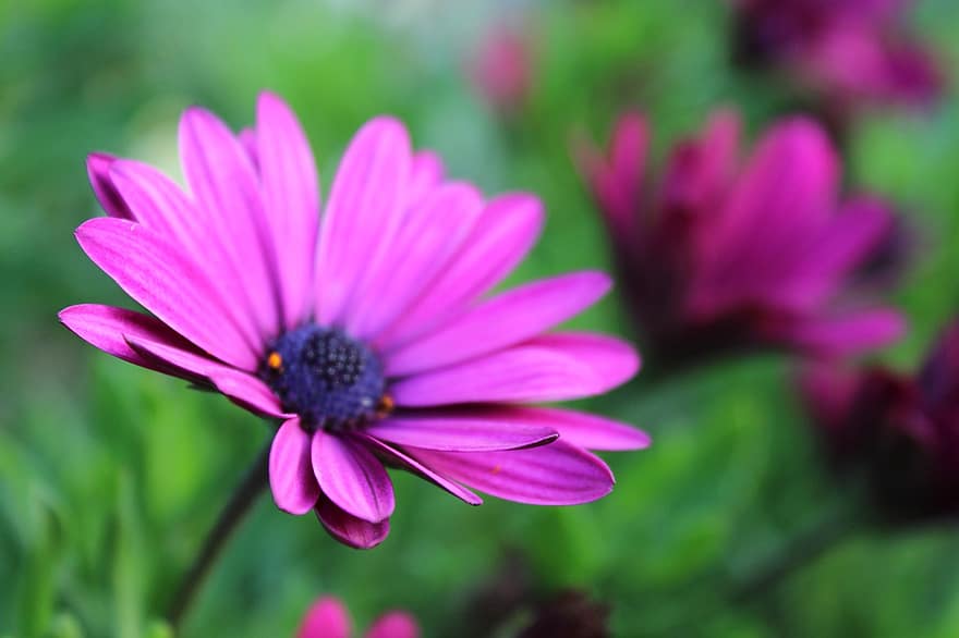 астра, цветок, пурпурный, фиолетовый цветок, фиолетовые лепестки, цвести, цветение, Флора, цветоводство, садоводство, ботаника