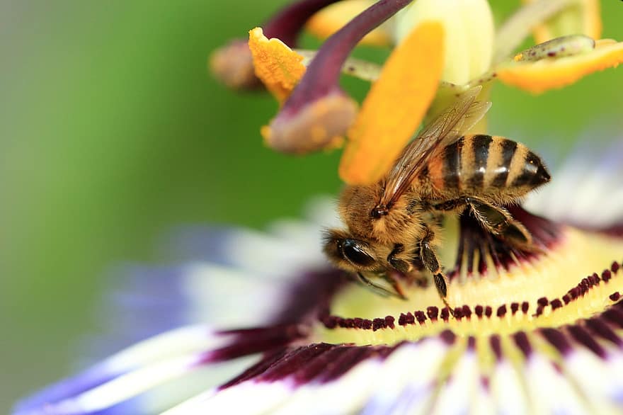 pasjonsblomst, Bie, nektar, insekt, nærbilde, makro, blomst, natur, pollen