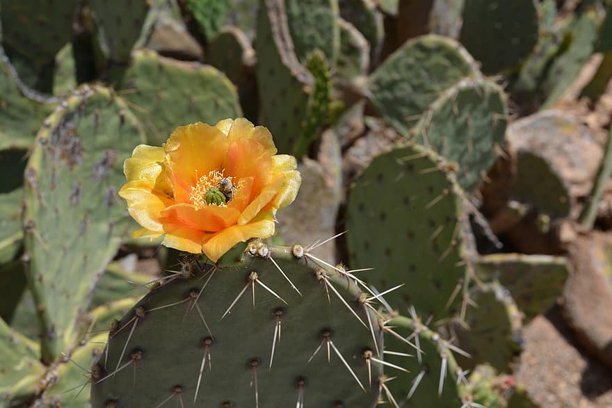 higo chumbo, cactus, espinas, planta, suculento, flor, espinoso, naturaleza, floración, de cerca, Desierto