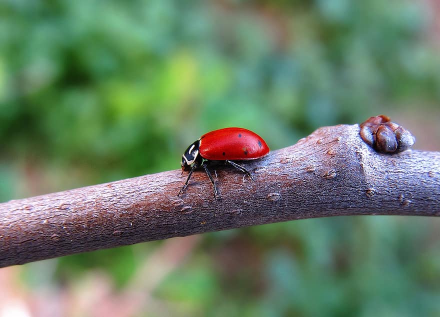 Ladybug, Beetle, Branch, Ladybird, Tiny, Insect, Animal, Plant, Wood, Nature
