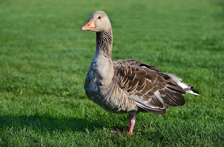 Greylag Goose, Goose, Bird, Meadow, Waterfowl, Water Bird, Aquatic Bird, Animal, Feathers, Plumage, Bill