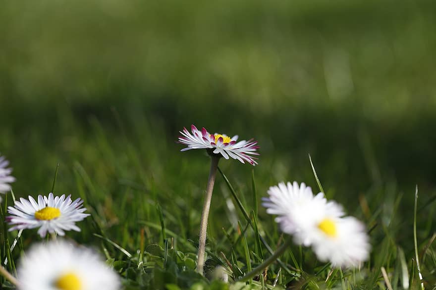 Flower, Plant, Blossoms, Flora, Spring, Close Up, summer, green color, close-up, meadow, grass