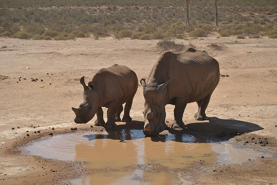 носорог, животное, дикий, дикая жизнь, сафари