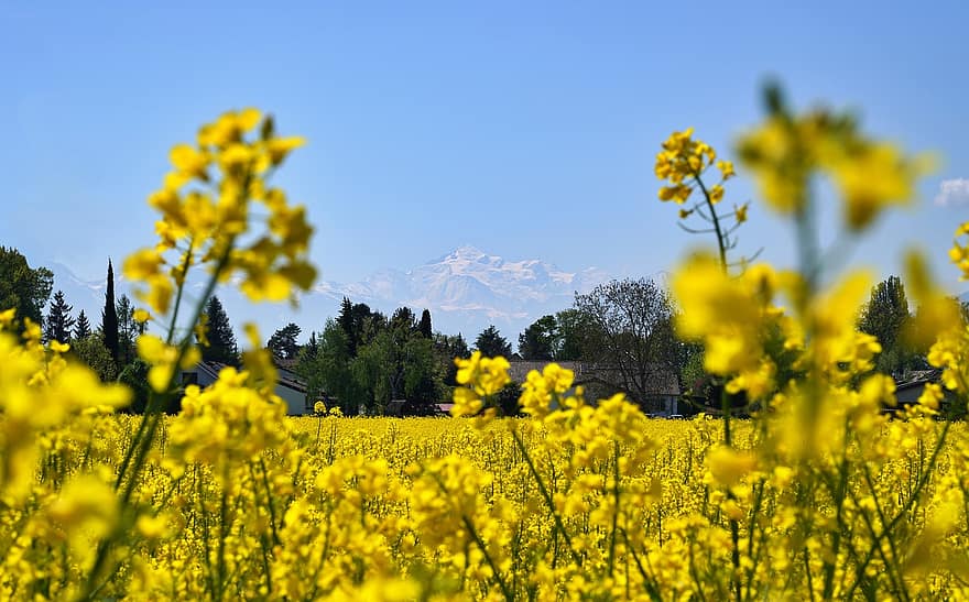 camp, colza, muntanya, Montblanc, flors grogues, flors, florir, naturalesa, paisatge, primavera, agricultura