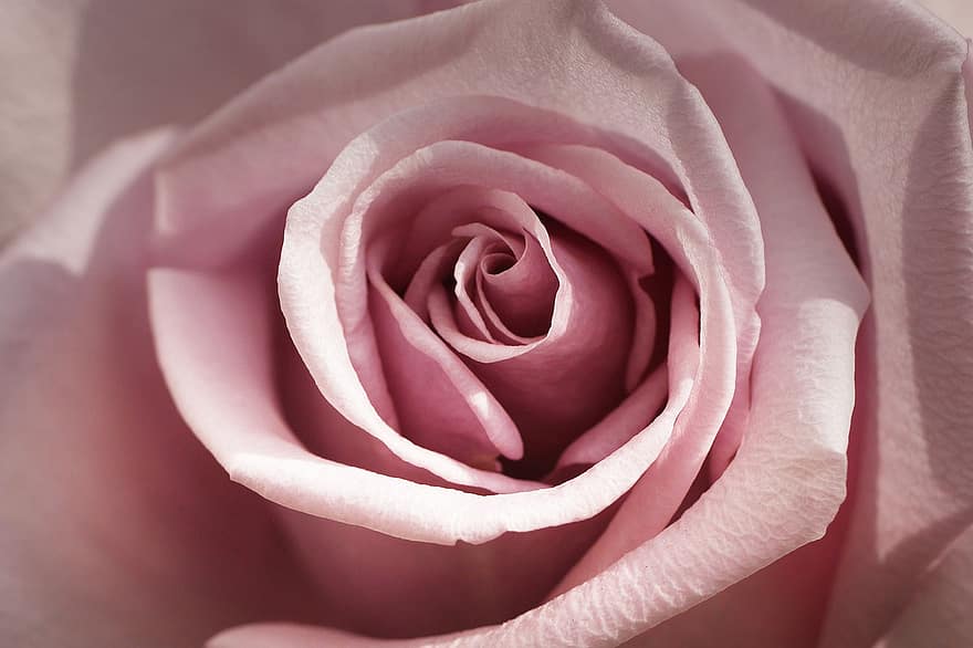 pakilo, rožė, lapai, rosenblatt, žiedlapis, rožinis, pobūdį, romantiškas, žiedas, žydi, gėlė