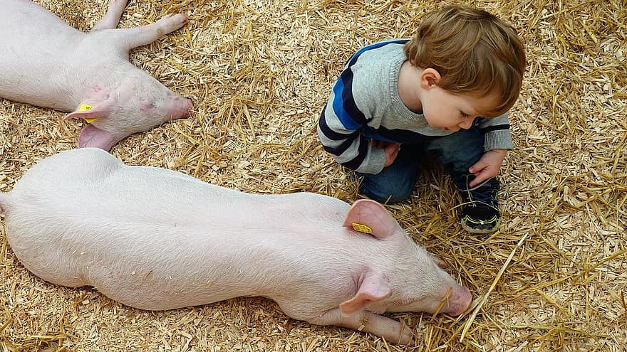 सूअर, बच्चा, खेत, जानवर, सस्तन प्राणी, कृषि, सूअर का बच्चा, पशु, प्यारा, घरेलू सुअर, सुअर का मांस