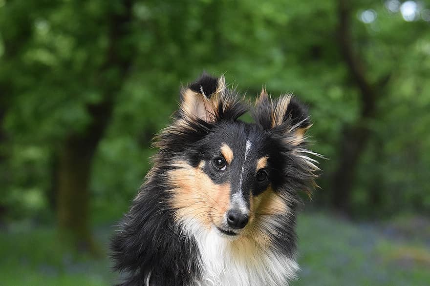 perro pastor de Shetland, mascota, Sheltie, canino, perro pastor, al aire libre, animal, perro, mascotas, perro de raza pura, linda