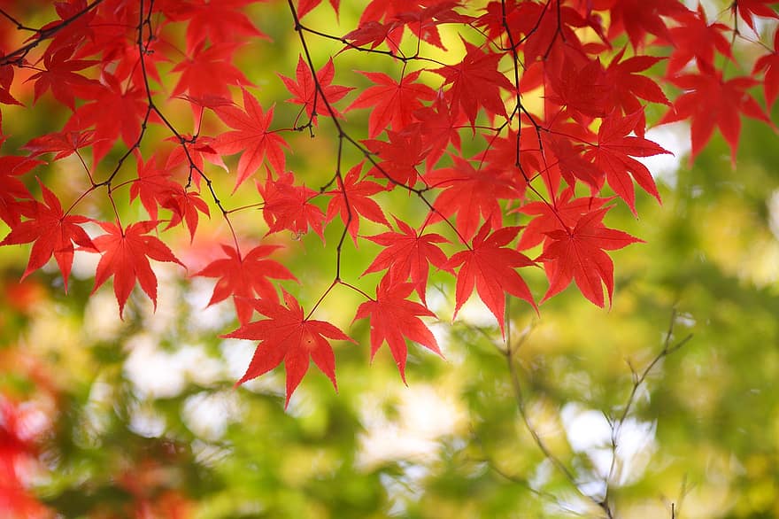 осінь, осінні листки, листя, природи, падіння, лист, дерево, сезон, жовтий, ліс, яскравий колір