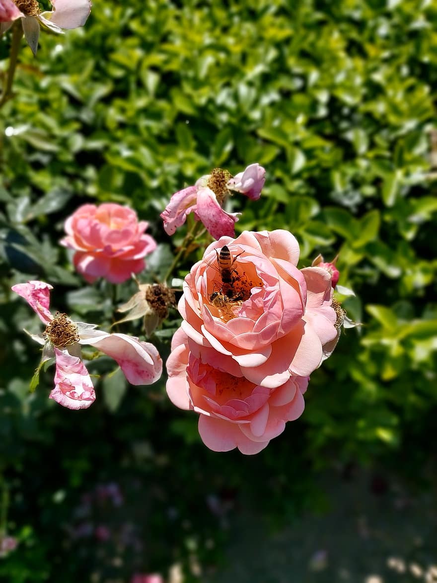 pieauga, bite, apputeksnēšana, augu, ziedi, ziedlapiņām, rozā roze, rozā ziedi, apputeksnēt, rozā ziedlapiņām, zied