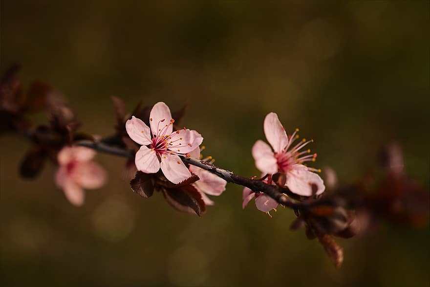 Flors de cirerer, flors de color rosa, sakura, cirerer, arbre fruiter, primavera, bokeh, naturalesa