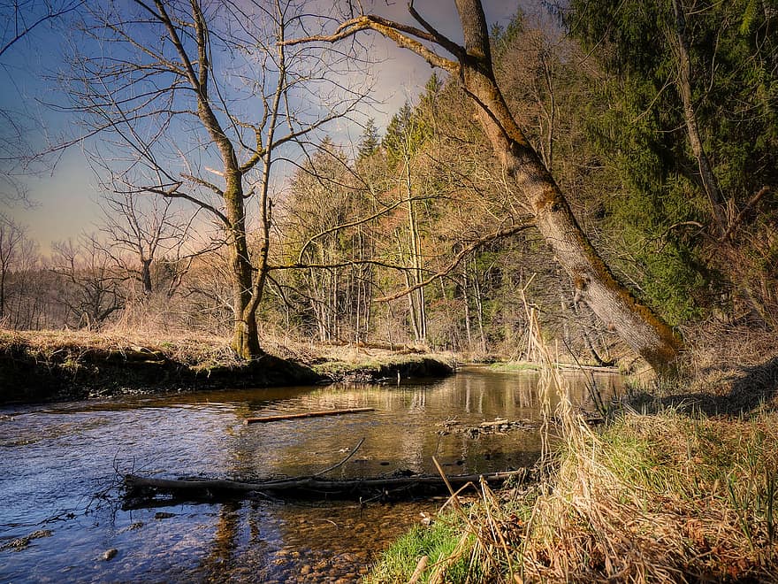 Bach, Flow, Water, Riverbank, Forest, Grass, Trees, Landscape, Nature, Travel, tree