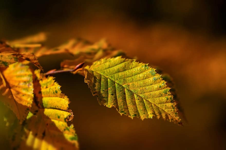 bladeren, tak, herfst, gele bladeren, haagbeuk, fabriek, natuur