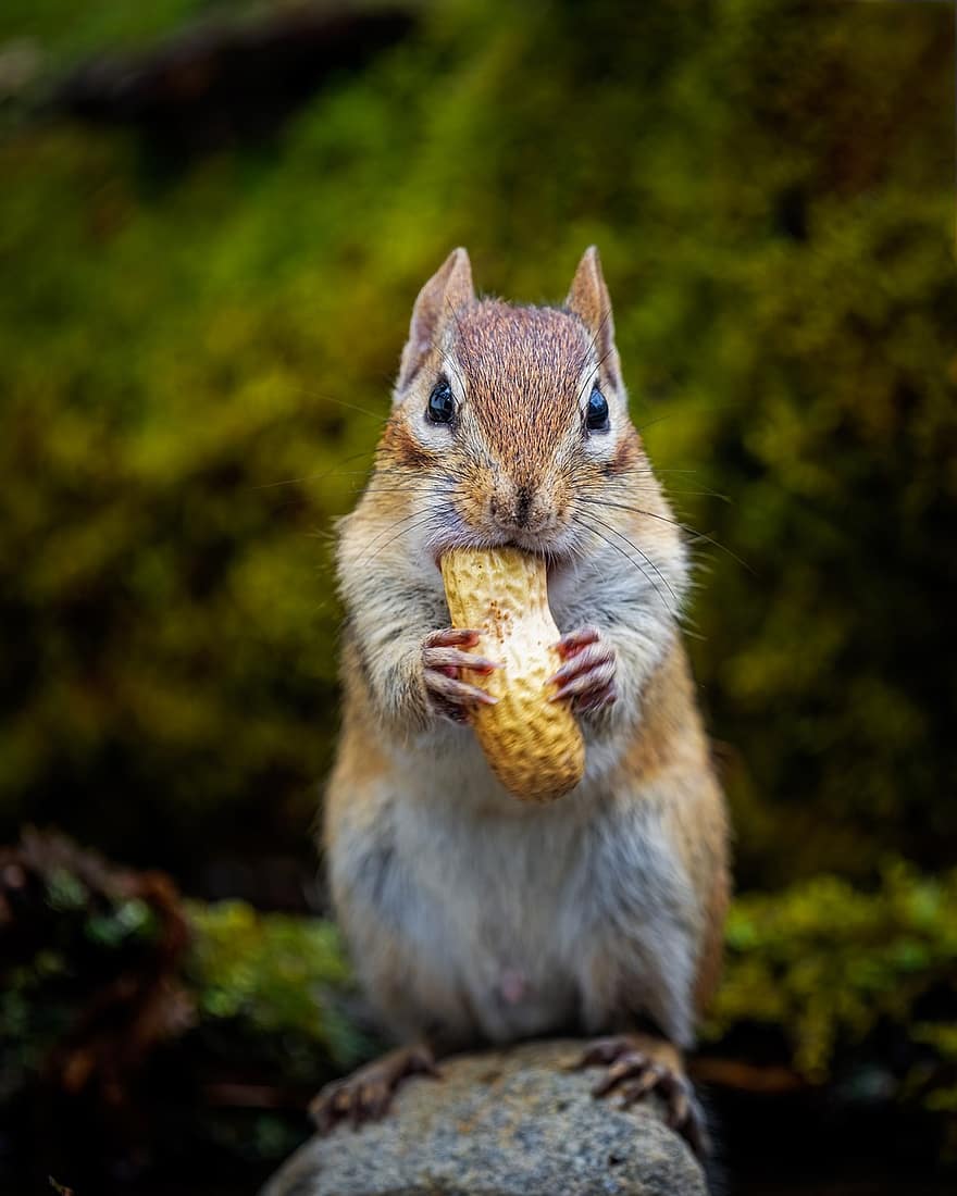 észak-amerikai mókus, mókus, rágcsáló, takarmányozás, enni, vadvilág, emlős, erdő, vadon, természet, állat