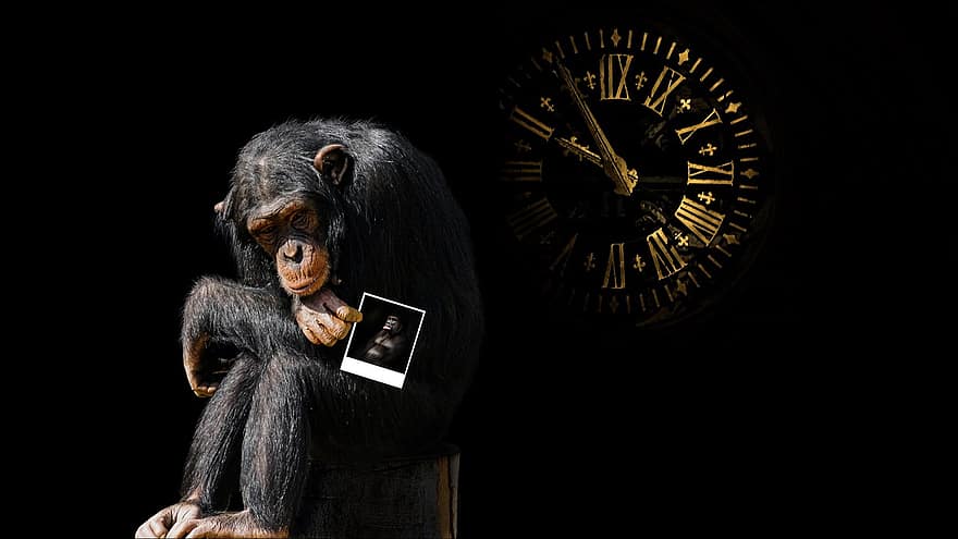 chimpanzé, l'horloge, photographier, temps, animal, singe, primate, faune, portrait, petit, animaux à l'état sauvage