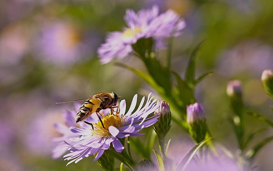 бджола, квітка, пелюстки, herbstaster, цвітіння, сад, падіння