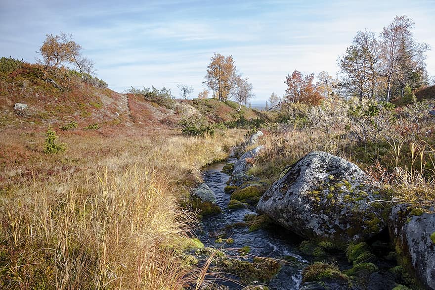 naturaleza, otoño, al aire libre, temporada, paisaje, corriente, Ruska, Laponia, bosque, escena rural, árbol
