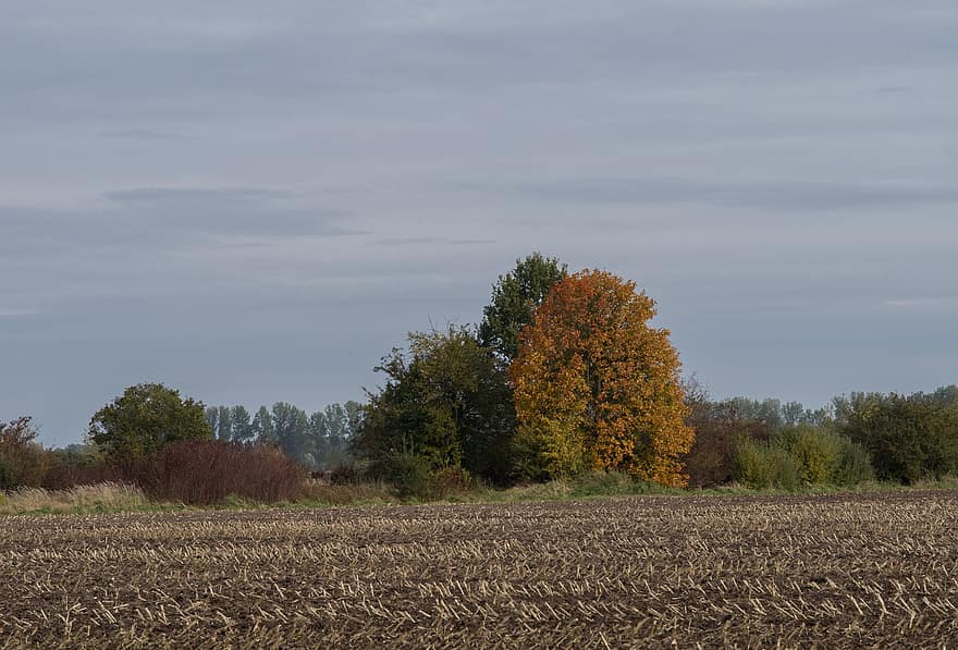 trees, field, autumn colors