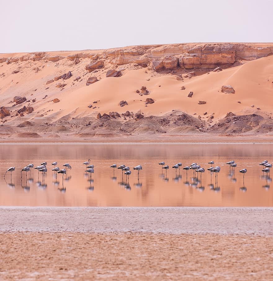 Flamingos, Water, Sand, Dunes, Flock, Flock Of Birds, Birds, Group, Animals, Fauna, Wild