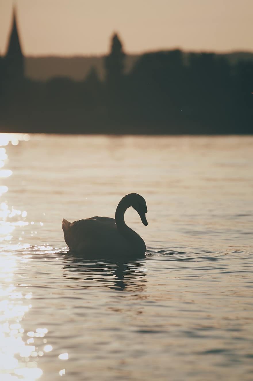 Swan, Bird, Lake, Silhouette, Sunset, Swim, Swimming, Swimming Swan, Swimming Bird, Dusk, Long Neck