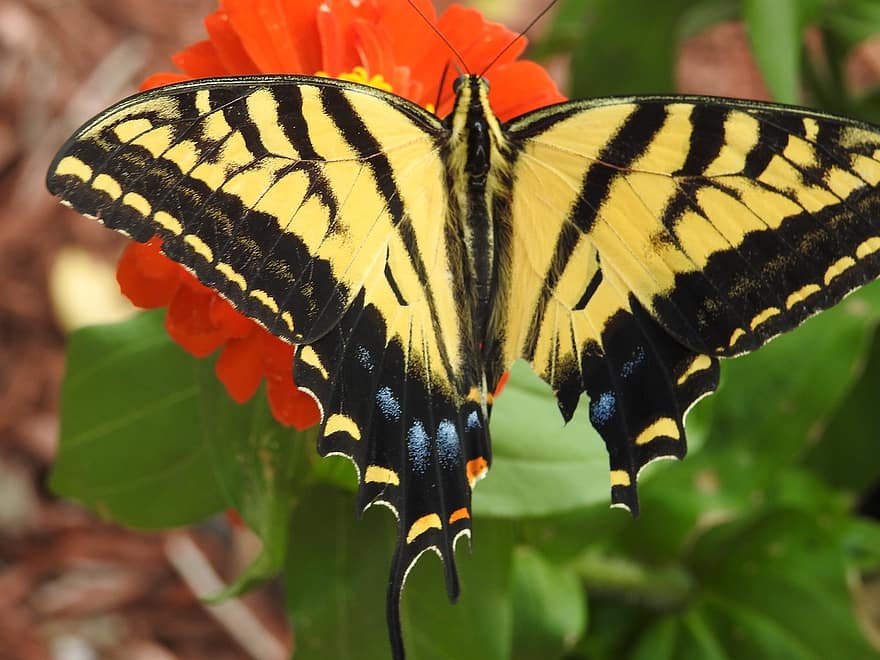motýl, otakárek západní tygr, opylování, květ, Příroda, makro, entomologie