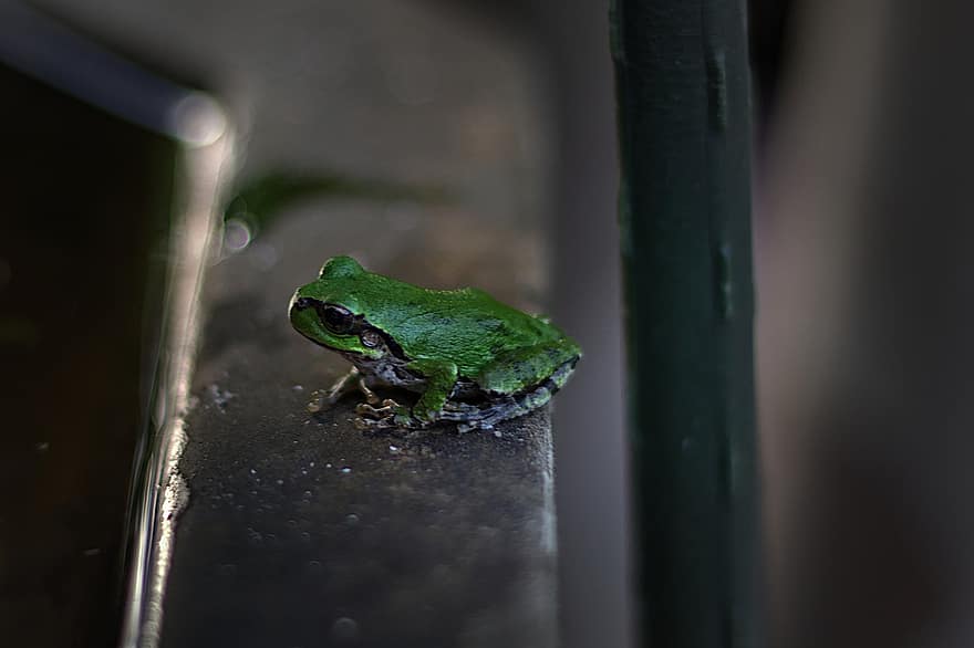 Frog, Green, Nature, Amphibian, Animal, Wildlife