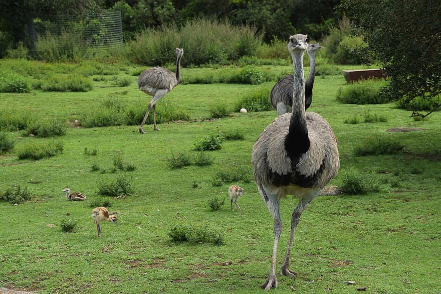 emu, ocells, camp, pollets, Bebè Emu, animals, vida salvatge, plomatge, herba, prat, granja
