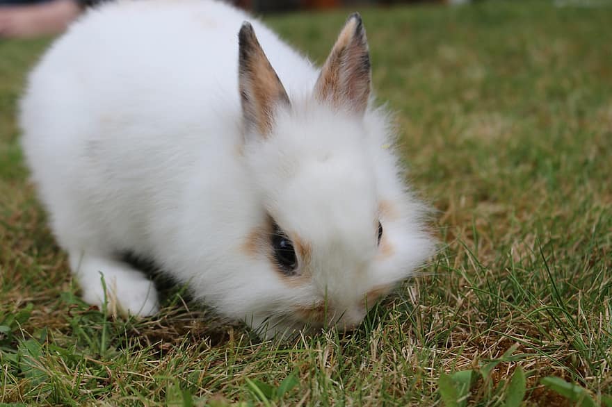 토끼, 동물, 포유 동물, 긴 귀가, 토끼 귀, 목초지, 야생, 모피, 동물 초상화, 야생 생물, 잔디