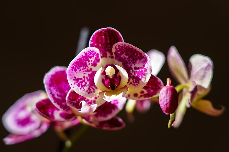 orchidej, květiny, rostlina, okvětní lístky, fialové květy, květ, krása
