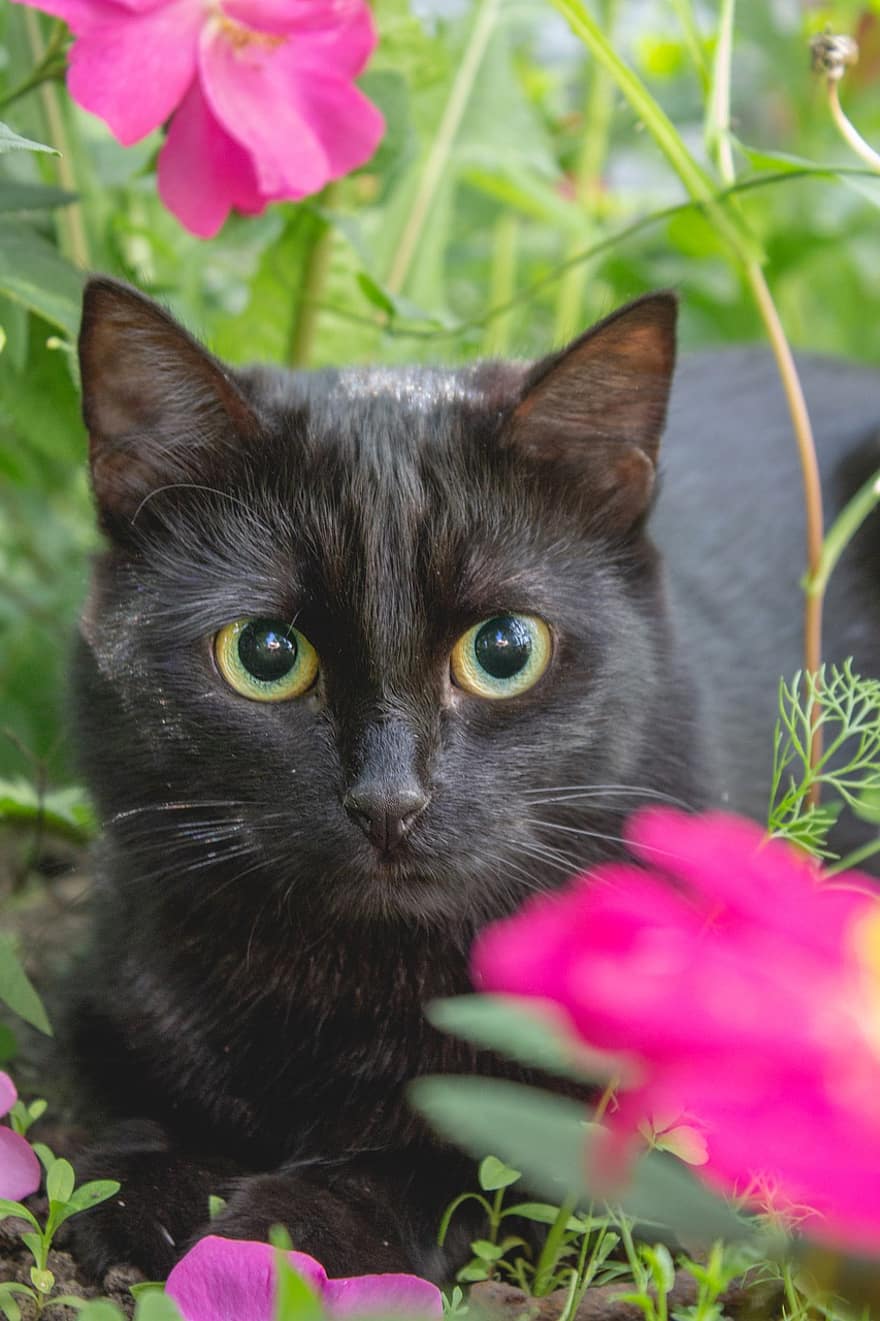 बिल्ली, काली, चित्र, पालतू पशु, जानवर, आंखें, घास, फूल, गुलाब का कूल्हा, एक प्रकार का जंगली गुलाब, गुलाब के फूल