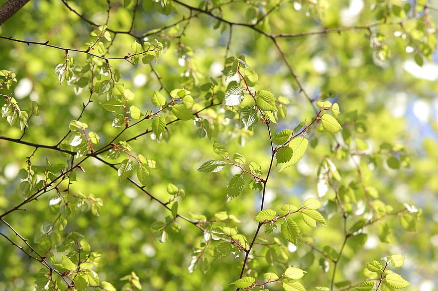Spring, Beech, Tree, Nature, Leaves, Growth, Botany, leaf, branch, green color, plant