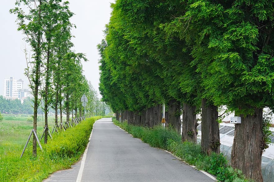 Girosu-gil, cykelväg, Meta Shequoia Road, väg, pelargång, träd, sommar, skog, gräs, landsbygden scen, grön färg