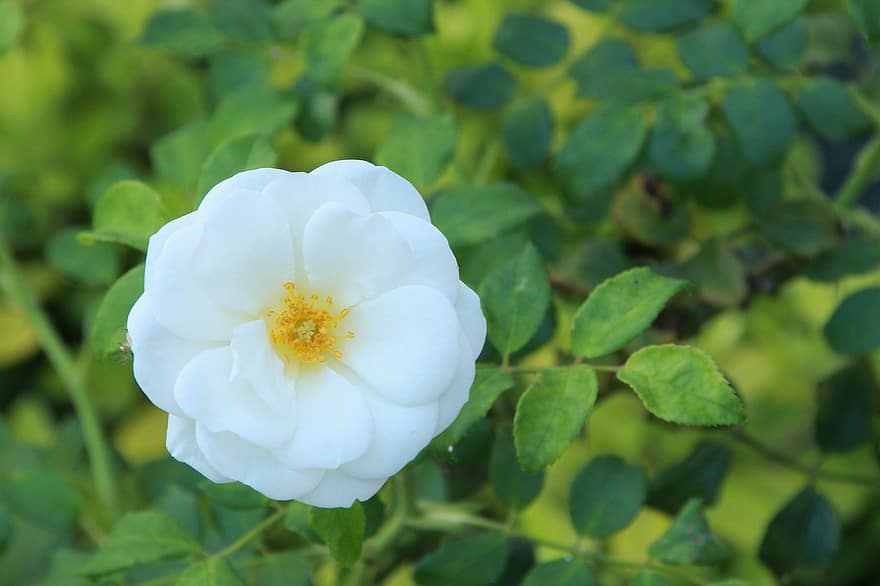 Blume, Rose, blühen, Botanik, Weiße Rose von York, Makro, Blütenblätter, Wachstum, weiße Blume, Pflanze, Garten