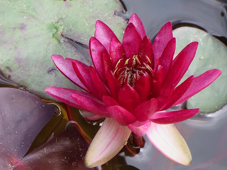 Water Lily, Flower, Plant, Red Flower, Nymphaea, Petals, Bloom, Aquatic Plant, Pond, Nature