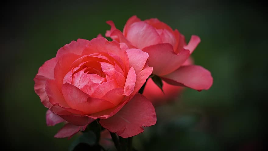 Roses, Red Roses, Flowers, Red Flowers, Bloom, Blossom, Flora, Floriculture, Horticulture, Botany, Nature