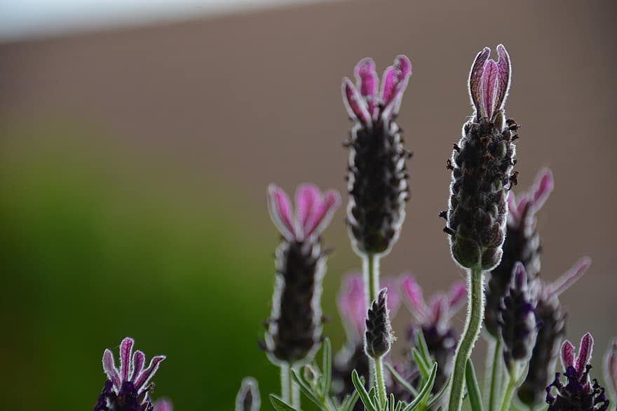 laventeli kukkia, violetti