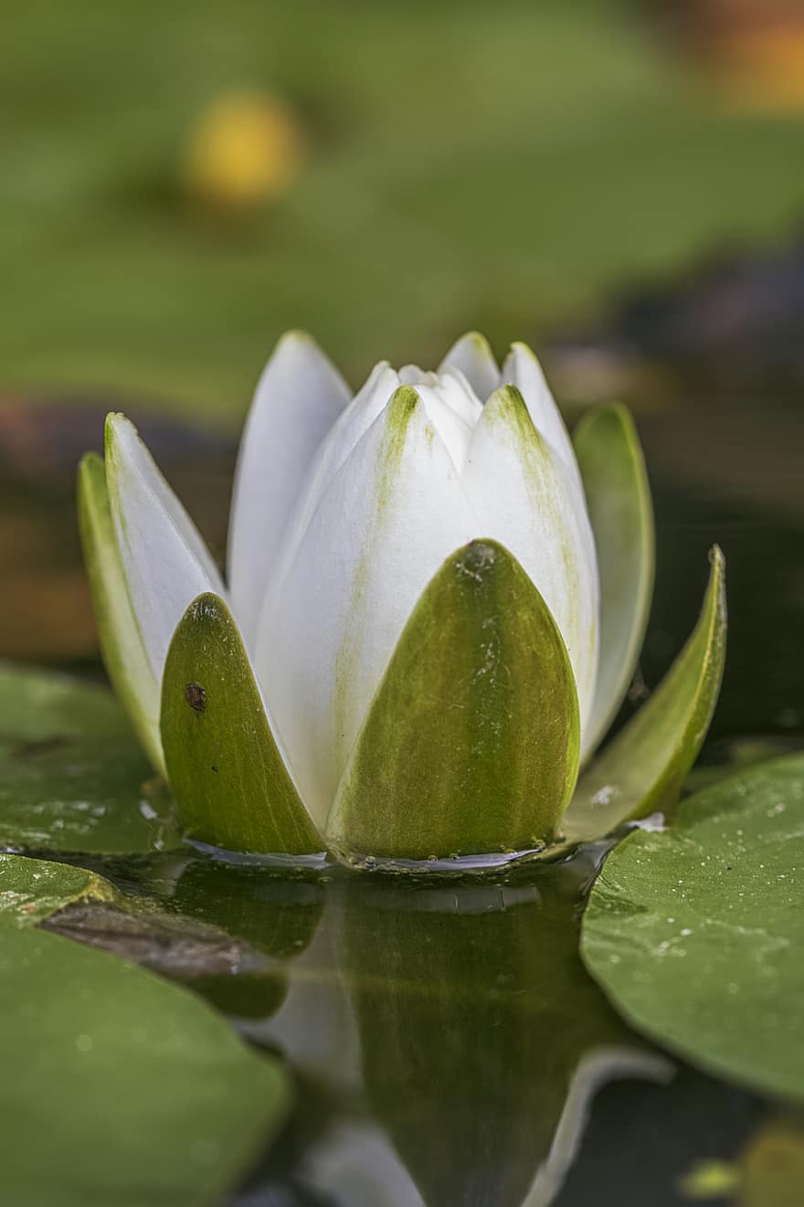 White Water Lily, Flower, Plant, Water Lily, Nymphaea Alba, Nymphaea, Nymphaeaceae, White Flower, Petals, Bloom, Aquatic Plant