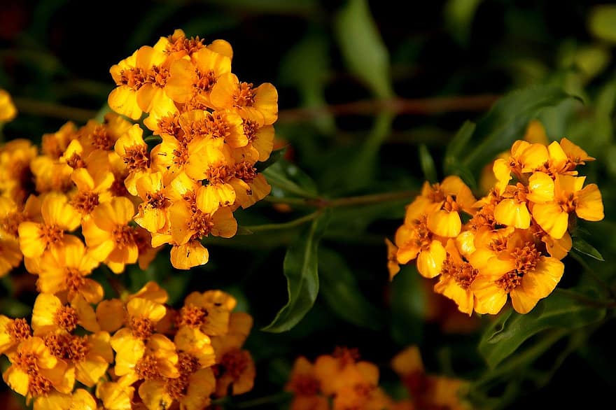 meksikansk marigold, blomster, planter