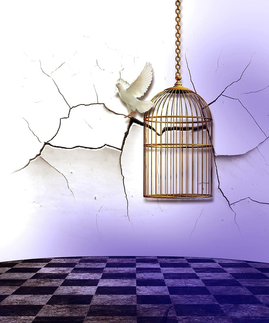 Birdcage, Dove, Cage, Bird, dom, Design