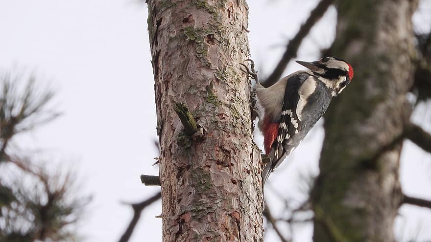 Woodpecker, Bird, Great Spotted Woodpecker, Dendrocopos Major, Tree, Strain, Food, Climb, Bark, Sit