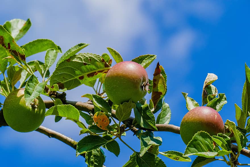 maçãs, fruta, colheita, natureza