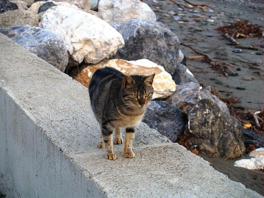 кошка, каменистый пляж, терраса, ходить, бетонная терраса, животное, домашнее животное, дикий, пляж