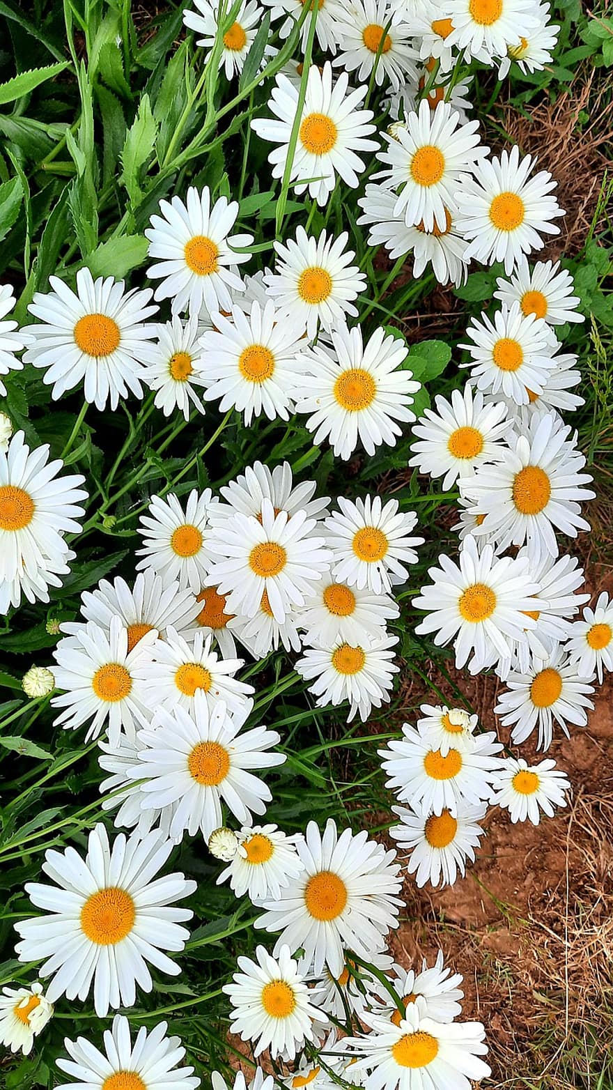 Daisy, makro, balta, pobūdį, flora, sodas, gėlės, gėlė, blizgantis, geltona