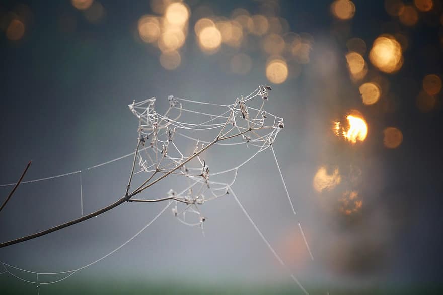 spinnenweb, fabriek, zonsondergang, zonsopkomst, bokeh, web, spinneweb, takje, natuur, mist, licht